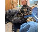 Adopt Molly a Domestic Short Hair