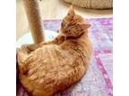 Adopt Bonded: Ginny & Ron a Domestic Short Hair