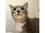 Adopt Stormy a Domestic Short Hair