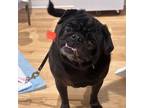 Adopt Gypsy a Pug