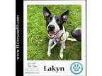 Adopt Lakyn 071523 a White - with Black Cattle Dog / Mixed dog in Kimberton