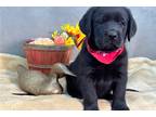 Labrador Retriever Puppy for sale in Kirksville, MO, USA