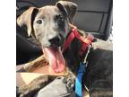 Adopt Billiam a Black Plott Hound / Mixed dog in San Antonio, TX (38771076)
