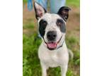 Adopt Bingo a Cattle Dog, Retriever