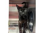 Adopt Janice a Domestic Short Hair