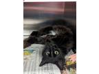 Adopt Jackie a Domestic Medium Hair