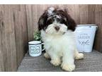 Havanese Puppy for sale in South Bend, IN, USA