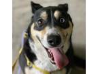 Adopt Lane a Black Cattle Dog / Husky / Mixed dog in Greensboro, NC (38838528)