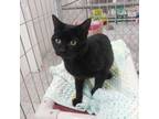 Adopt Rufus a All Black Domestic Shorthair / Mixed cat in East Smithfield