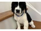 English Springer Spaniel Puppy for sale in Baton Rouge, LA, USA