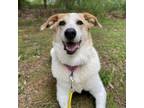 Adopt Maggy a Mixed Breed