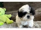 Shih Tzu Puppy for sale in Springfield, MO, USA