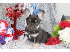 French Bulldog Puppy for sale in Joplin, MO, USA