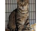 Adopt Captain a Brown Tabby Domestic Shorthair cat in Burlington, IA (38602903)