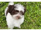 Havanese Puppy for sale in Tulsa, OK, USA