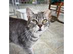 Adopt Cheeseburger a Gray or Blue Domestic Shorthair / Mixed cat in East