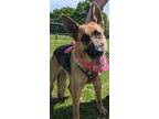 Adopt Gia a German Shepherd Dog