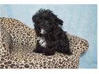 Maltipoo Puppy for sale in Fort Worth, TX, USA