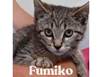 Adopt Fumiko a Gray, Blue or Silver Tabby Domestic Shorthair (short coat) cat in