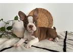 Boston Terrier Puppy for sale in South Bend, IN, USA