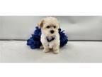 Maltipoo Puppy for sale in Kirksville, MO, USA