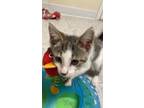 Adopt Monday a Domestic Shorthair / Mixed (short coat) cat in Sandusky