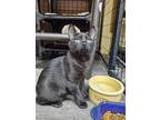 Adopt Armstrong a All Black Domestic Shorthair (short coat) cat in mishawaka