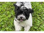 Havanese Puppy for sale in Tulsa, OK, USA