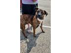 Adopt Jack Sparrow a Brindle Bullmastiff / Boxer dog in Aurora, IN (38689016)