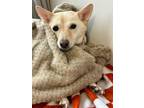 Adopt KkotBun a White Shiba Inu / Jindo / Mixed dog in Palisades Park