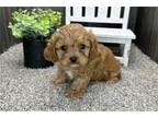 Cavapoo Puppy for sale in South Bend, IN, USA