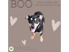 Adopt Boo a Hound
