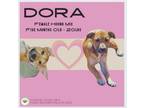 Adopt Dora a Hound