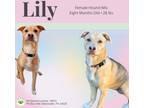 Adopt Lily a Hound