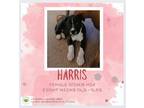 Adopt Harris a Boxer