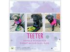 Adopt Teeter a Boxer, Boston Terrier