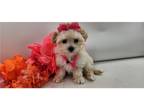 Maltipoo Puppy for sale in Kirksville, MO, USA