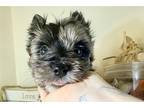 Yorkshire Terrier Puppy for sale in Hinesville, GA, USA