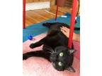 Adopt Squiggles a All Black Domestic Shorthair / Domestic Shorthair / Mixed cat