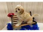 Cavapoo Puppy for sale in Springfield, MO, USA