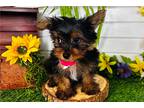 Yorkshire Terrier Puppy for sale in Fort Smith, AR, USA