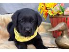 Labrador Retriever Puppy for sale in Kirksville, MO, USA