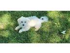 Maltese Puppy for sale in Kirksville, MO, USA