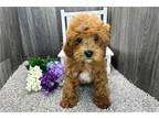 Cavapoo Puppy for sale in South Bend, IN, USA