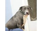 Adopt Tilly a Staffordshire Bull Terrier / Mixed Breed (Medium) / Mixed dog in