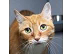 Adopt Sparrow a Orange or Red Domestic Shorthair / Mixed cat in Evansville