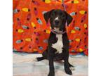 Adopt Rosa JuM a Black Labrador Retriever