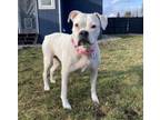 Adopt Cheyenne a Boxer