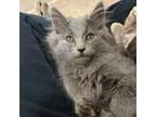 Adopt Marceline the Vampire Queen a Domestic Long Hair