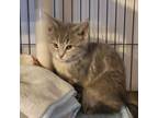 Adopt Princess Bubblegum a Domestic Long Hair